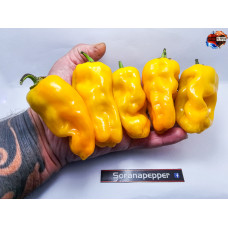 7 POT CHAGUANAS YELLOW ISOLATO 2024 D