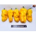 7 POT CHAGUANAS YELLOW ISOLATO 2024 D