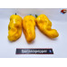 7 POT CHAGUANAS YELLOW ISOLATO 2024 D