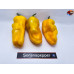 7 POT CHAGUANAS YELLOW ISOLATO 2024 D