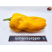 7 POT CHAGUANAS YELLOW ISOLATO 2024 D