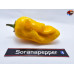 7 POT CHAGUANAS YELLOW ISOLATO 2024 D