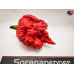 7 POT PRIMO RED   ISOLATO 2024 D