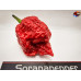 7 POT PRIMO RED   ISOLATO 2024 D