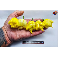 B.O.C. X 7 POT PRIMO YELLOW  ISOLATO 2024 D