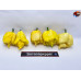 B.O.C. X 7 POT PRIMO YELLOW  ISOLATO 2024 D