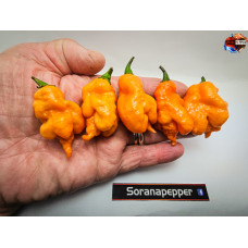 B.O.C. X C.REAPER - ORANGE ISOLATO 2024 D 