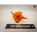 B.O.C. X C.REAPER - ORANGE ISOLATO 2024 D 