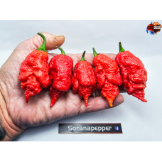 B.O.C. X C.REAPER ORANGE - RED ISOLATO 2024 D