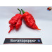 B.O.C. X C.REAPER ORANGE - RED ISOLATO 2024 D