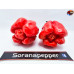 BAHAMIAN BEAST RED ISOLATO 2024 D