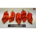 BHUT JOLOKIA PURPLE