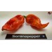 BHUT JOLOKIA PURPLE