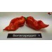 BHUT JOLOKIA PURPLE