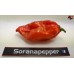 BHUT JOLOKIA PURPLE