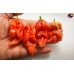 BHUT JOLOKIA PURPLE