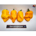 BHUTLAH YELLOW   ISOLATO 2024 D