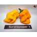 BHUTLAH YELLOW   ISOLATO 2024 D