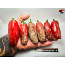 BIG FOX JALAPENO RED  ISOLATO 2024 D