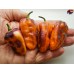 BHUT X NEYDE ORANGE W/BLACK