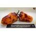 BHUT X NEYDE ORANGE W/BLACK