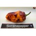 BHUT X NEYDE ORANGE W/BLACK