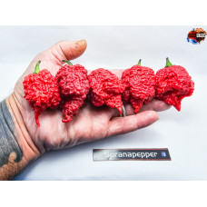 C.REAPER X MORUGA - RED ISOLATO 2024 D