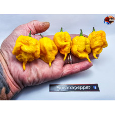 C.REAPER X MORUGA - YELLOW  ISOLATO 2024 D