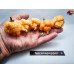 CAROLINA REAPER CREAM TAIL   ISOLATO 2024 D