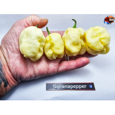 CAROLINA REAPER WHITE ISOLATO 2024 D