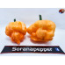 KS PEACH STARRKIST  ISOLATO 2024 D