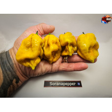 MORUGA SCORPION SENAPE  ISOLATO 2024 D