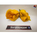 MORUGA SCORPION SENAPE  ISOLATO 2024 D