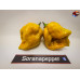 MORUGA SCORPION SENAPE  ISOLATO 2024 D