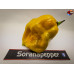 MORUGA SCORPION SENAPE  ISOLATO 2024 D