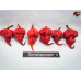 RAZORBACH RED  ISOLATO 2024 D